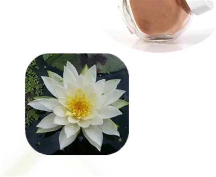 What is nymphaea alba flower extract?