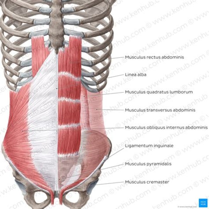 What is Obliquus Externus abdominis?
