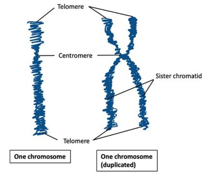 What is one of two identical sister parts of a duplicated chromosome?
