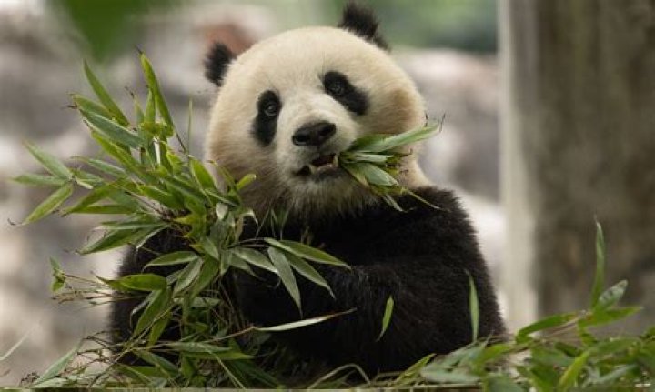 What is panda conservation?