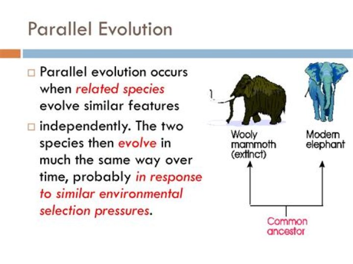 What is parallel evolution theory?