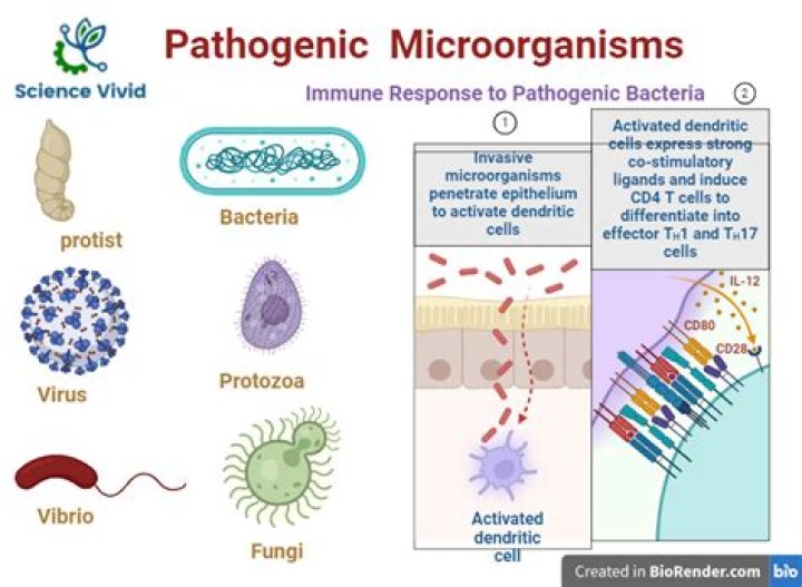What is pathogenic microbiology?