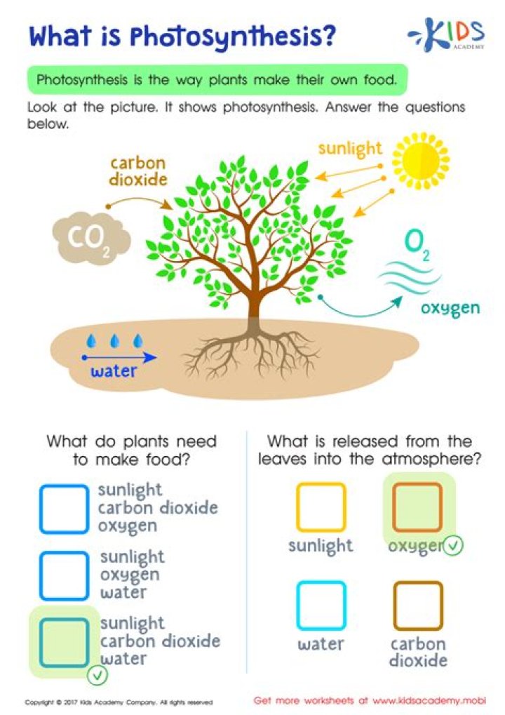 What is photosynthesis for kids short answer?
