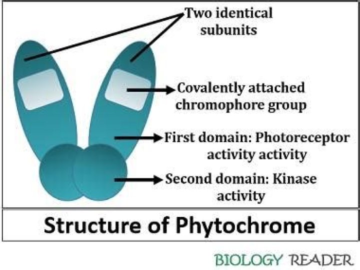 What is Phytochromes function?