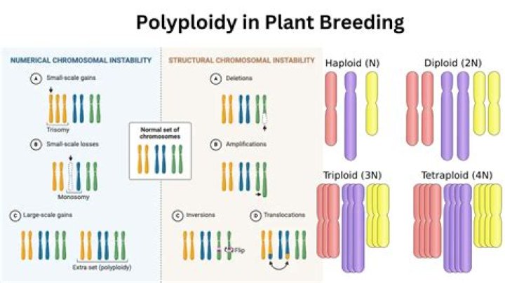 What is polyploid evolution?