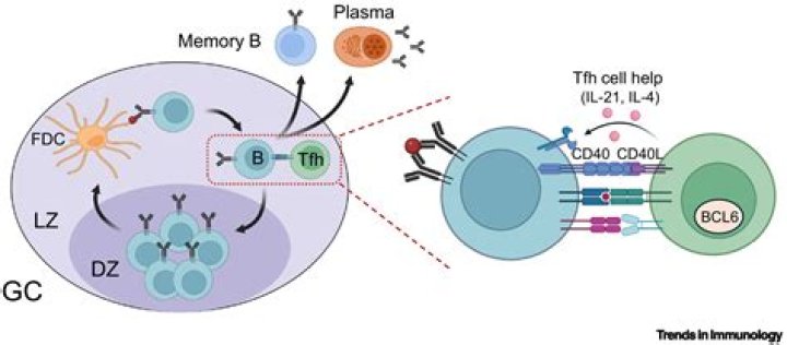 What is post germinal center B cell?