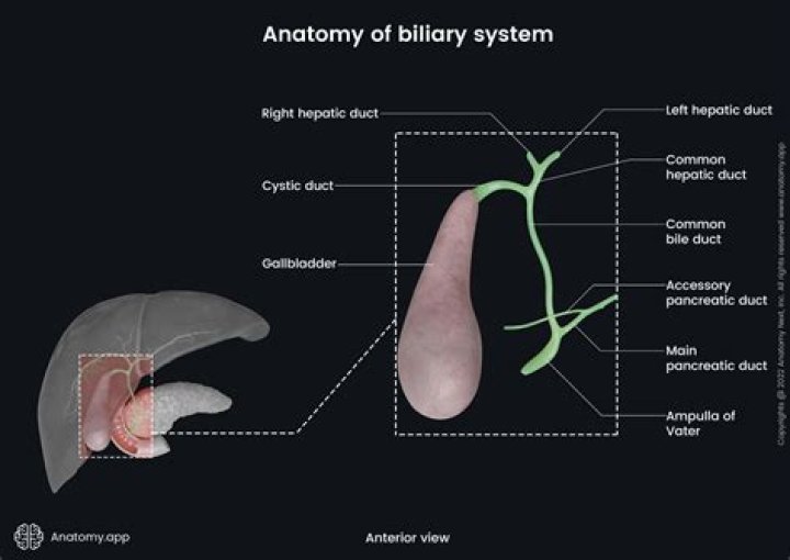 What is posterior to the common bile duct?