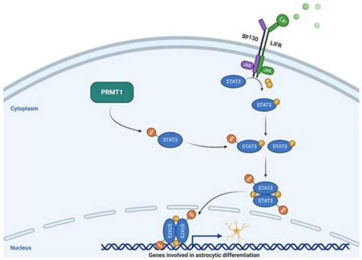 What is PRMT1 1717?