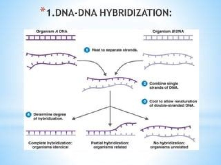 What is probe in DNA hybridization?