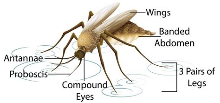 What is proboscis and its function?