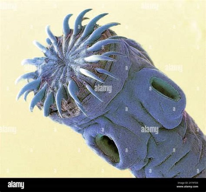 What is Proglottids of Taenia?