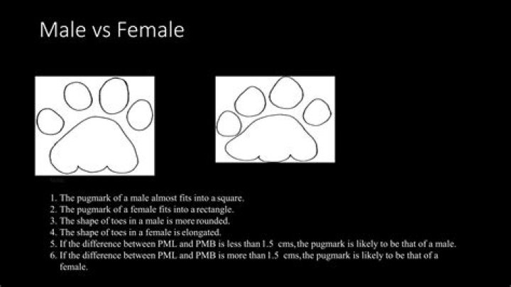 What is Pugmarks?