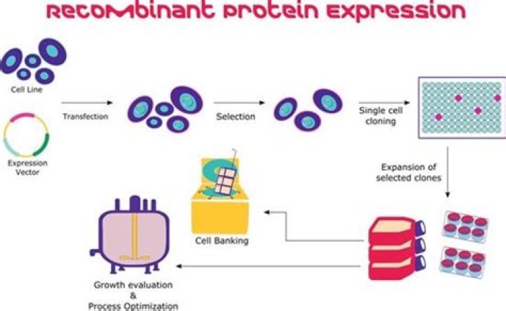 What is recombinant protein expression?