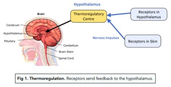 What is regulated by a hypothalamic thermostat?