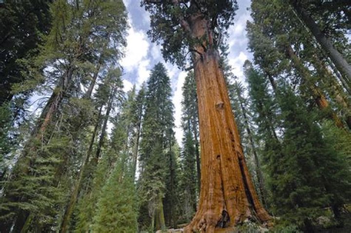 What is sequoia gigantea used for?