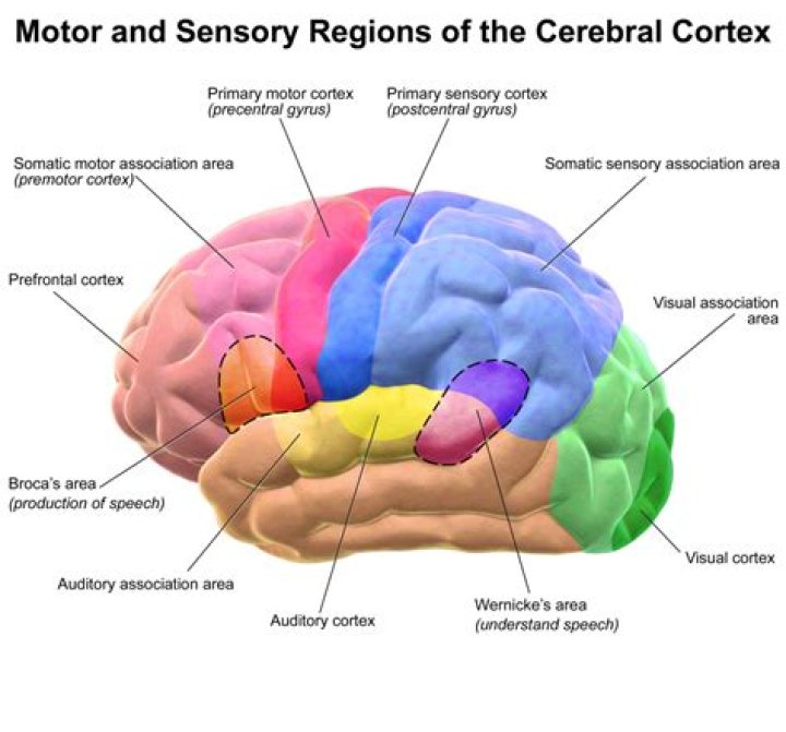 What is somatosensory feedback?