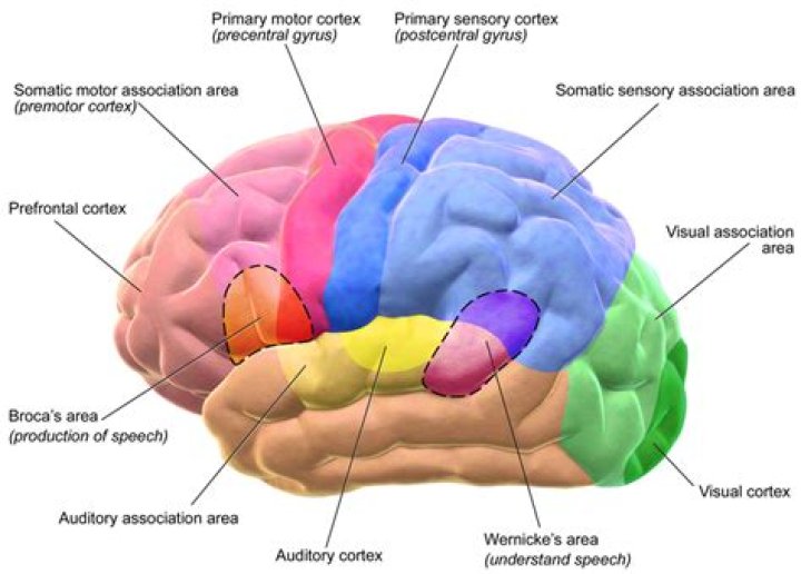 What is Somesthetic area of brain?