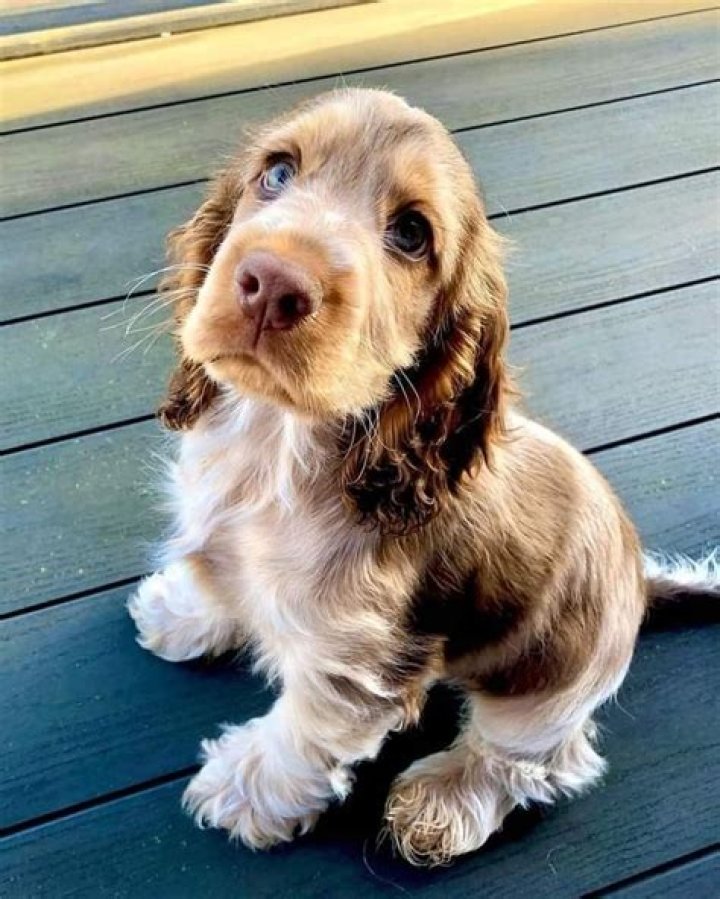 What is special about cocker spaniels?