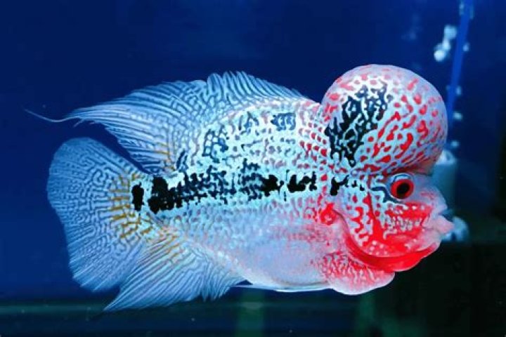 What is special about Flowerhorn fish?