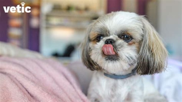 What is special about shih tzu?