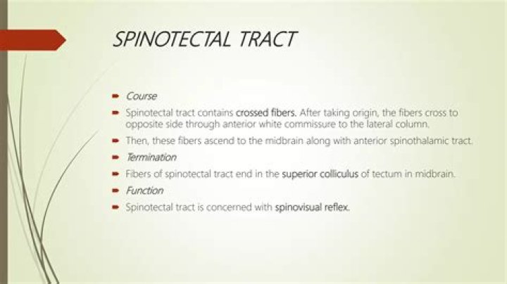 What is Spinotectal tract?