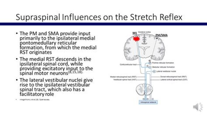 What is Supraspinal control?
