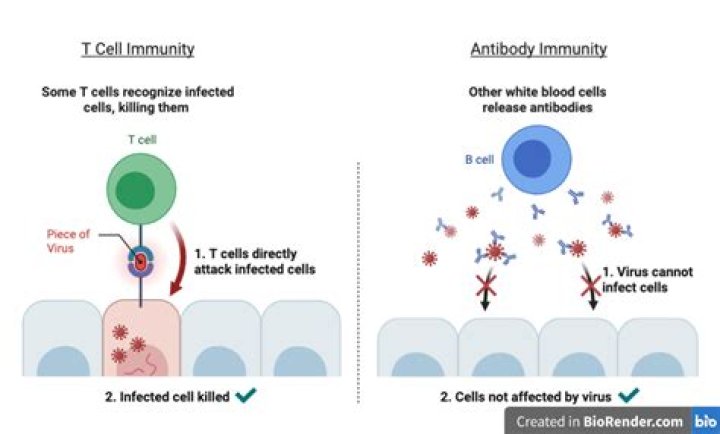 What is T dependent immunity?