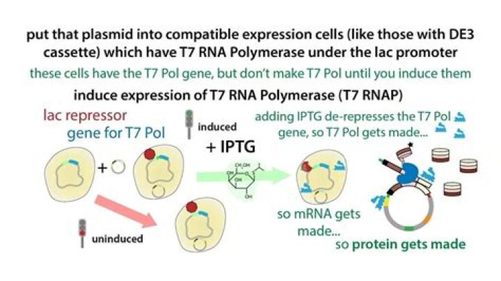 What is T7 RNA polymerase promoter?