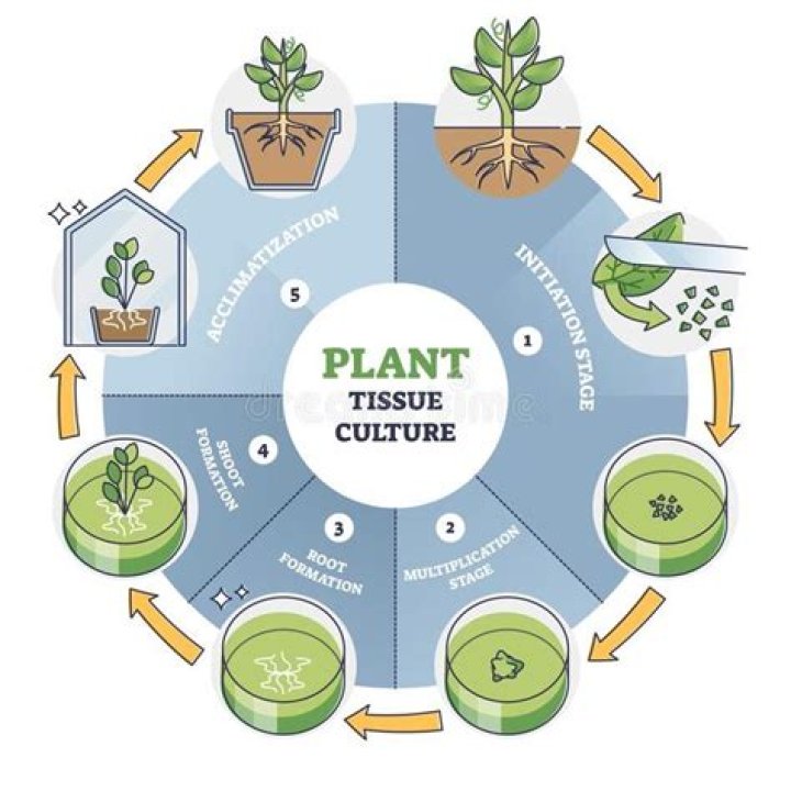 What is the advantage of cloning plants using tissue culture?