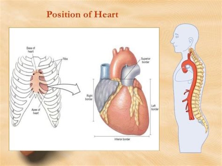 What is the anatomical position of heart?
