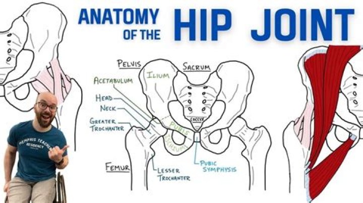 What is the anatomy of the hip joint?