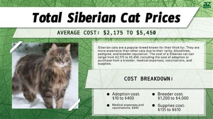 What is the average cost for a Siberian cat?
