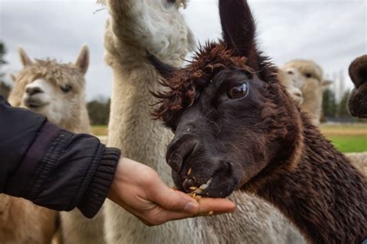 What is the best alpaca feed?