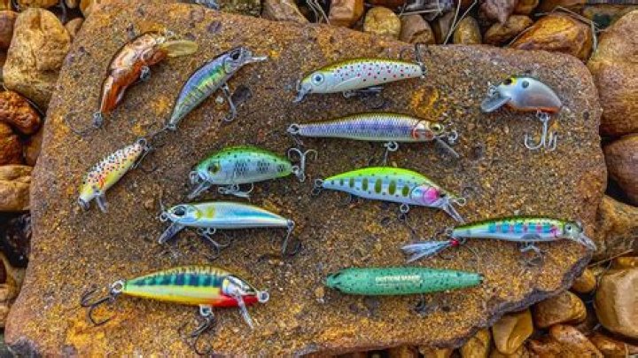 What is the best bait for coral trout?