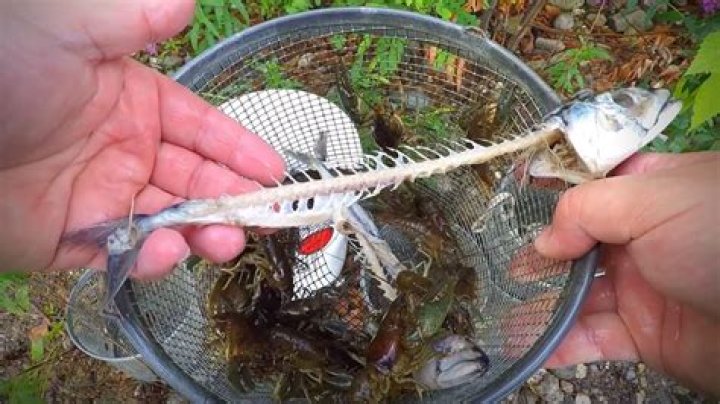 What is the best bait to put in a fish trap?