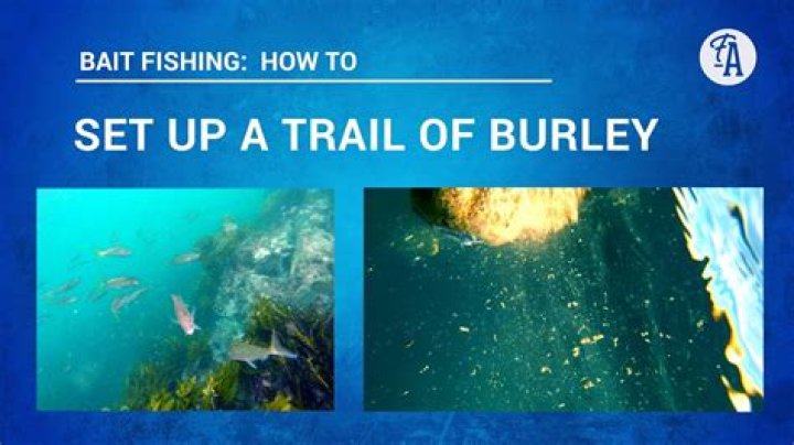 What is the best Burley for fishing?