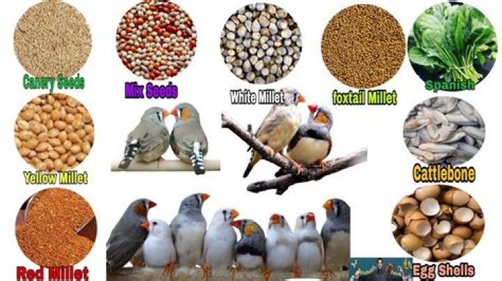 What is the best food for finches?