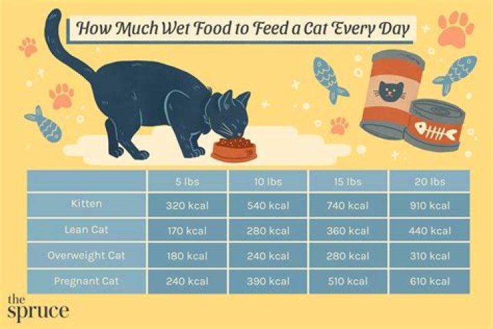 What is the best food to feed a cat with diabetes?