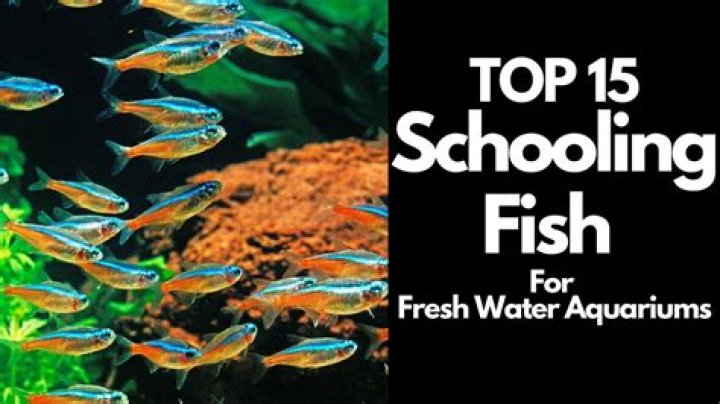 What is the best freshwater fish for an aquarium?