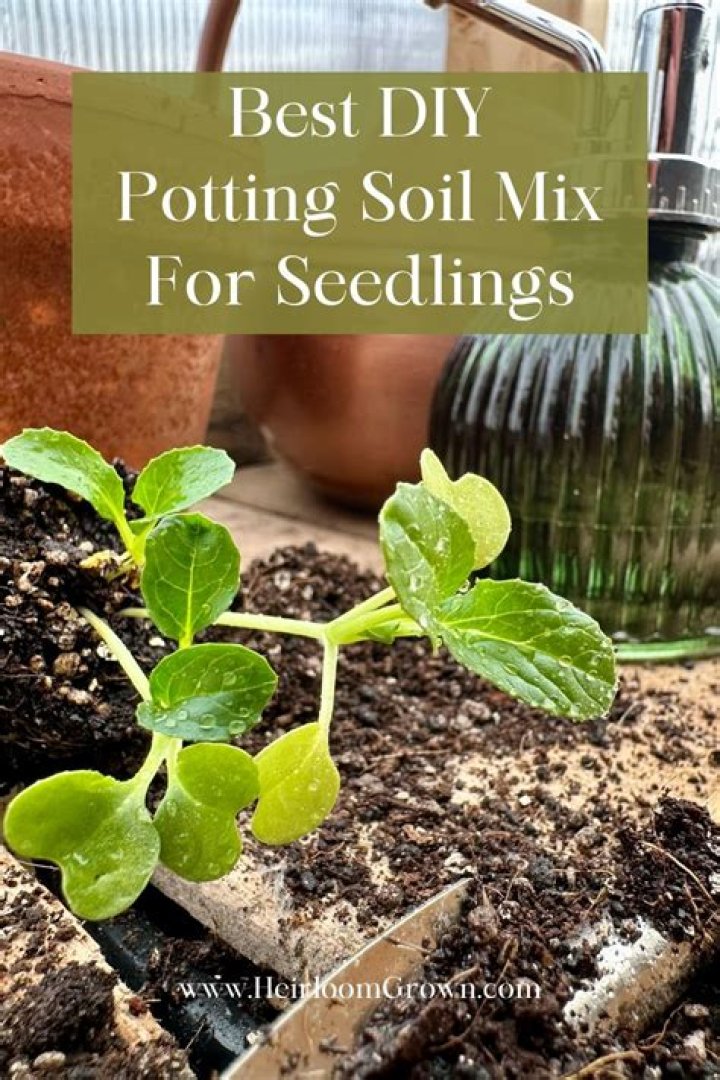 What is the best mix for seedlings?
