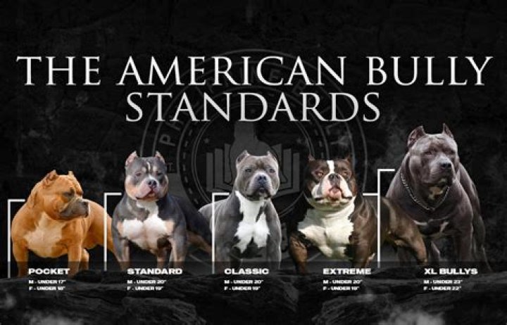 What is the best pocket bully?