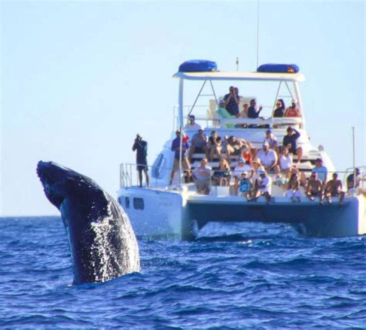 What is the best time to go whale watching in Cabo San Lucas?