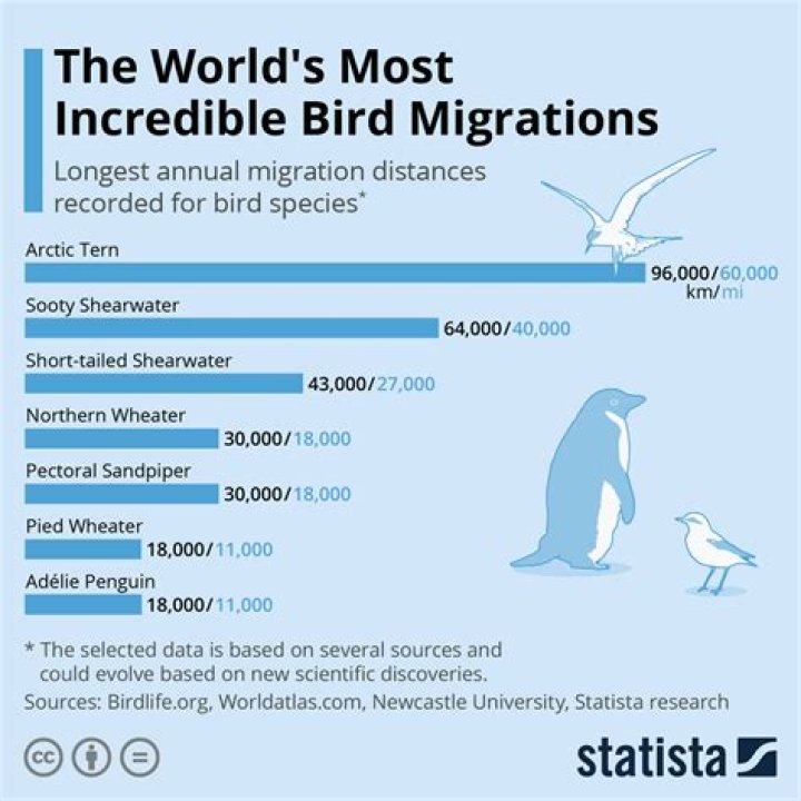 What is the biggest bird migration in the world?