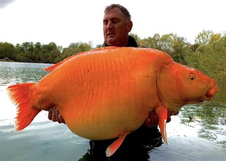 What is the biggest fish alive right now?