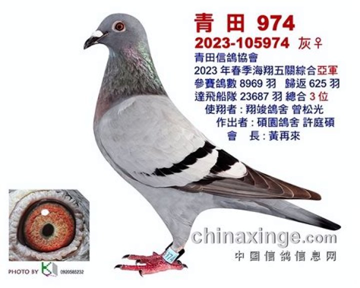 What is the biggest pigeon club in Taiwan?