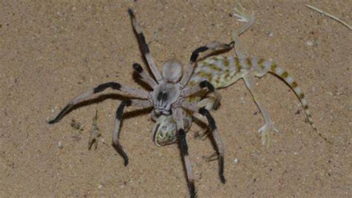 What is the biggest spider in the Amazon?
