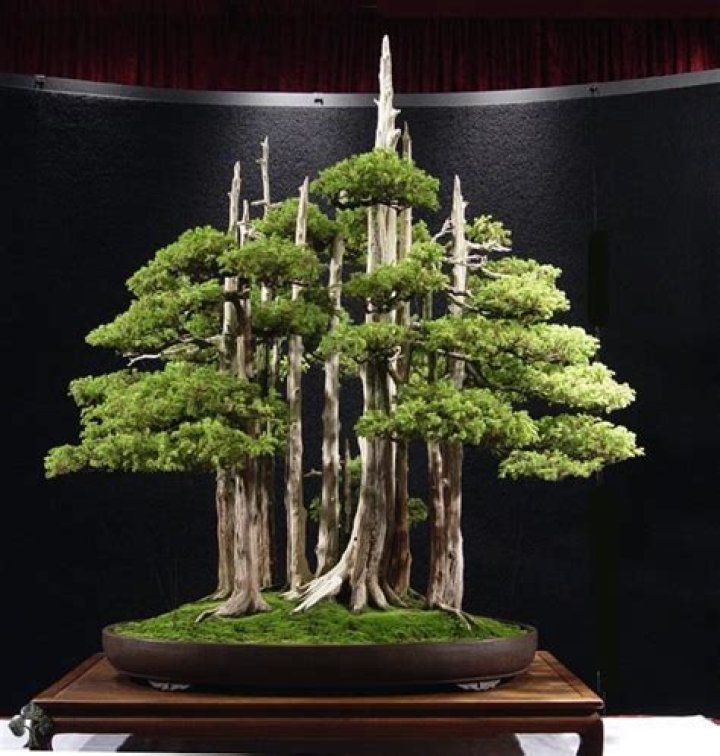 What is the bonsai Empire?