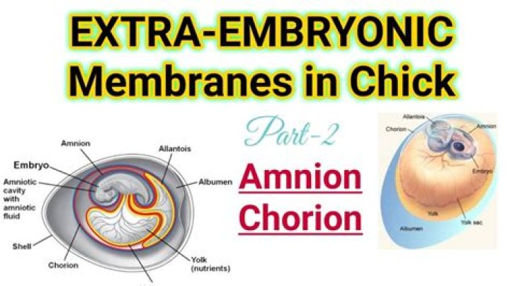 What is the chicken chorioallantoic membrane?