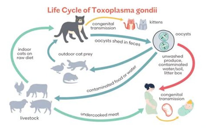 What is the common name for Toxoplasma gondii?