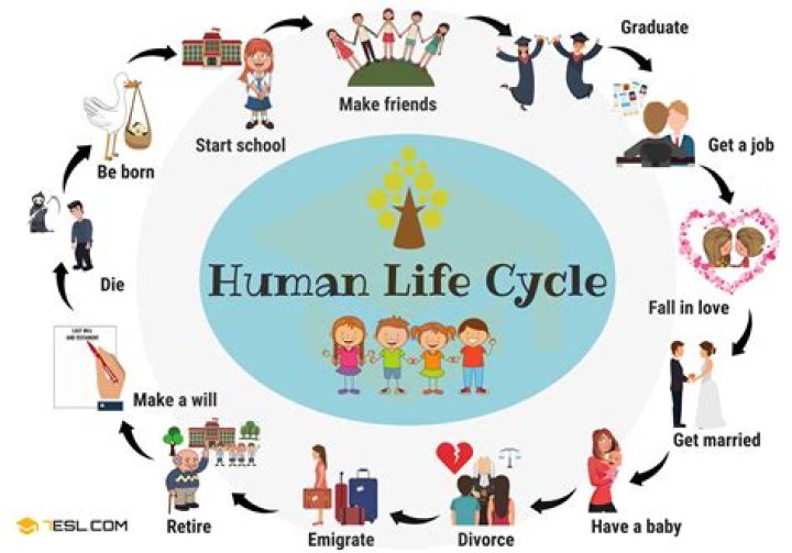 What is the cycle of life for humans?